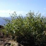 Abutilon incanum Habit