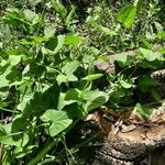 Aristolochia paucinervis Habitus