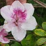 Rhododendron arborescens Flower
