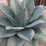 Agave havardiana 叶