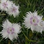 Dianthus serotinus