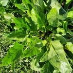 Beta vulgaris Fuelha