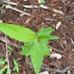 Caperonia palustris पत्ता