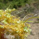 Cuscuta campestris Bark