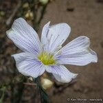 Linum lewisii Λουλούδι