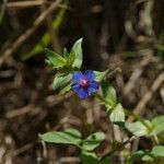 Lysimachia foemina Flower