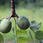 Sclerocarya birrea Плод