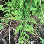 Dryopteris aemula Folio