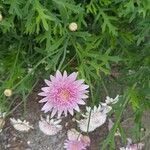 Argyranthemum frutescensFlower