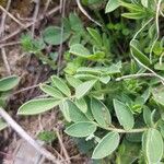 Anthyllis vulneraria Leaf