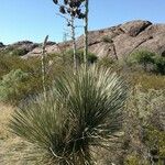 Yucca elata Vekstform