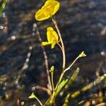 Utricularia vulgaris Fula