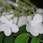 Viburnum sargentii Flower
