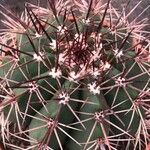 Melocactus matanzanus 葉