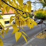 Celtis occidentalisBlad