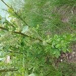 Salix hastata Habitus