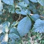 Ulmus minor Yaprak