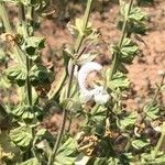 Salvia sclarea Kwiat