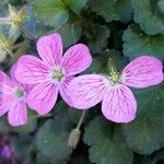 Erodium corsicum Blomst