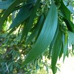 Acacia auriculiformis Folha