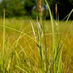 Carex acuta Habit