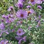 Symphyotrichum novae-angliaeFlower