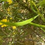 Acacia confusa Lehti