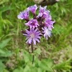 Cicerbita alpina Fleur