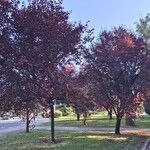 Prunus cerasiferaLiść
