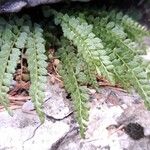 Asplenium virideЛист