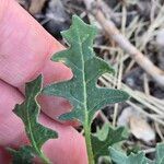 Solanum triflorum Leaf