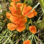 Eschscholzia caespitosa Flor