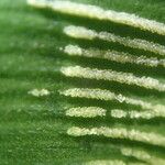 Coniogramme africana Hoja