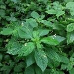 Impatiens parviflora Habitus