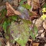 Epimedium pinnatum Leaf