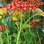 Achillea distans Blüte