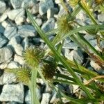 Cyperus hortensis Hábitos