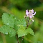 Rubus vestitus 整株植物