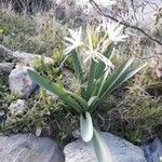 Pancratium illyricum Habit