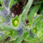 Hyoscyamus niger Fruit