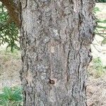 Abies kawakamii Žievė