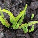Nephrolepis abrupta Leaf