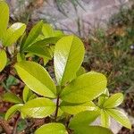 Rosa laevigata Leaf