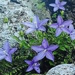 Campanula arvatica