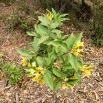 Cestrum parqui Feuille