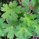 Geranium wlassovianum Yaprak