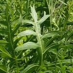 Silphium laciniatum পাতা