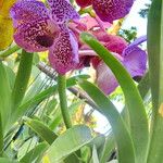 Vanda coerulescens Flors