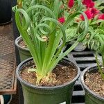 Albuca spiralis Folha