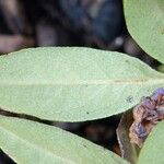 Rhododendron hippophaeoides Deilen